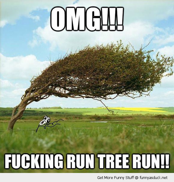 Funny Tree Meme Omg Fucking Run Tree Run Image For Whatsapp