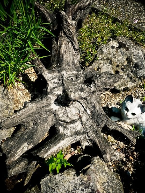 Funny Tree Root With Face Picture