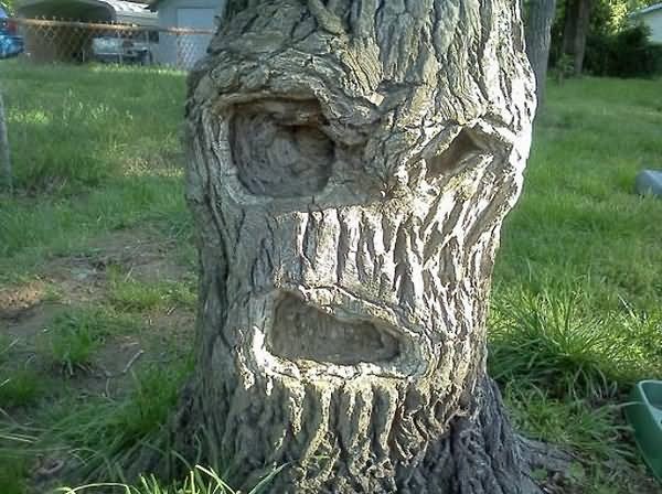 Funny Tree Skeleton Tree Face Image