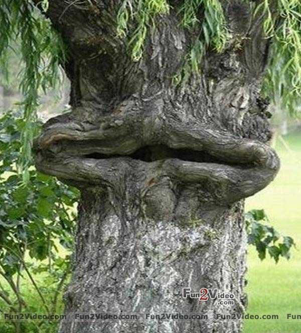 Funny Tree Smiling Face Image