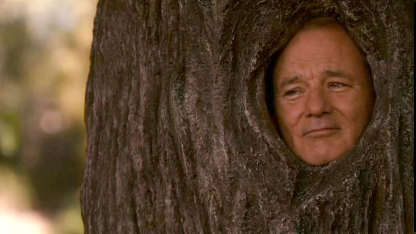 Funny Tree With Bill Murray Face Photoshop Picture