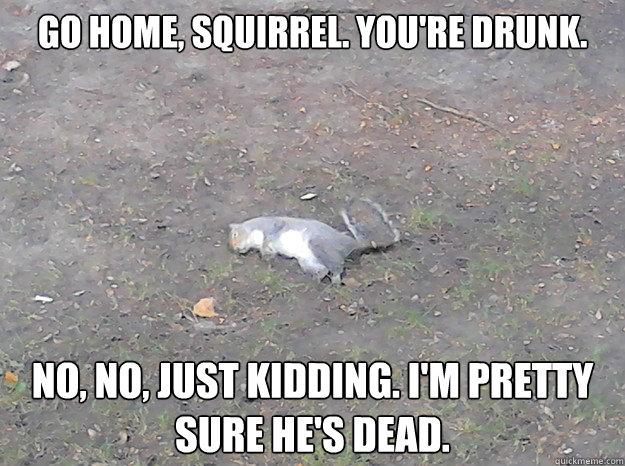 Go Home Squirrel You Are Drunk No No Just Kidding I Am Pretty Sure he's Dead Funny Meme Image