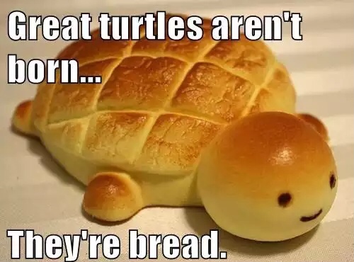 Great Turtles Aren't Born Funny Food Meme Image