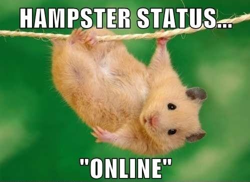 Hampster Status Online Funny Meme Image