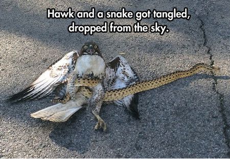 Hawk And A Snake Got Tangled Dropped From The Sky Funny Snake Meme Image