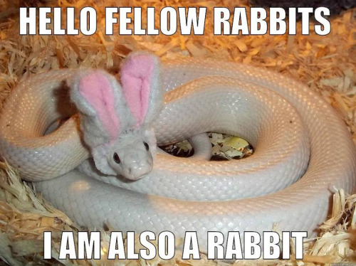 Hello Fellow Rabbits I Am Also A Rabbit Funny Snake Meme Picture