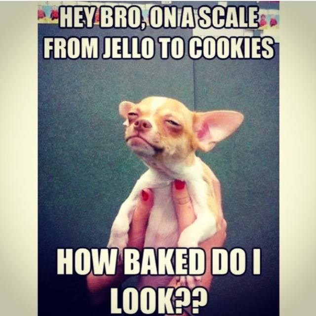 Hey Bro On A Scale From Jello To Cookies Funny Meme Image