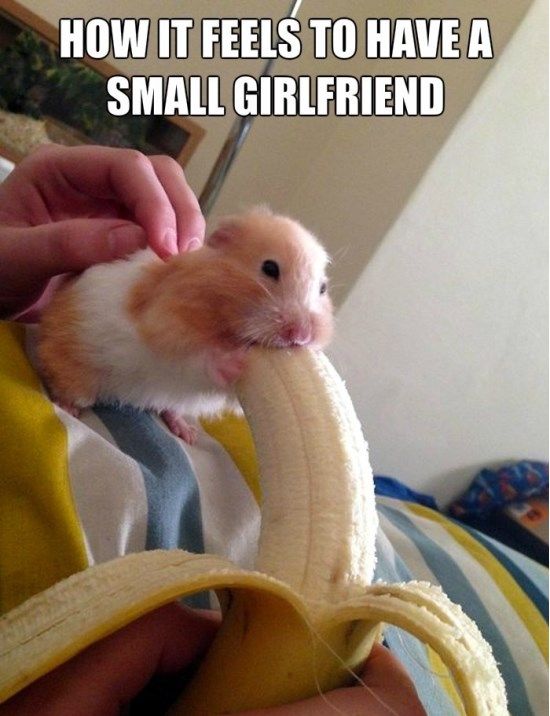How It Feels to Have A Small Girlfriend Funny Hamster Meme Picture