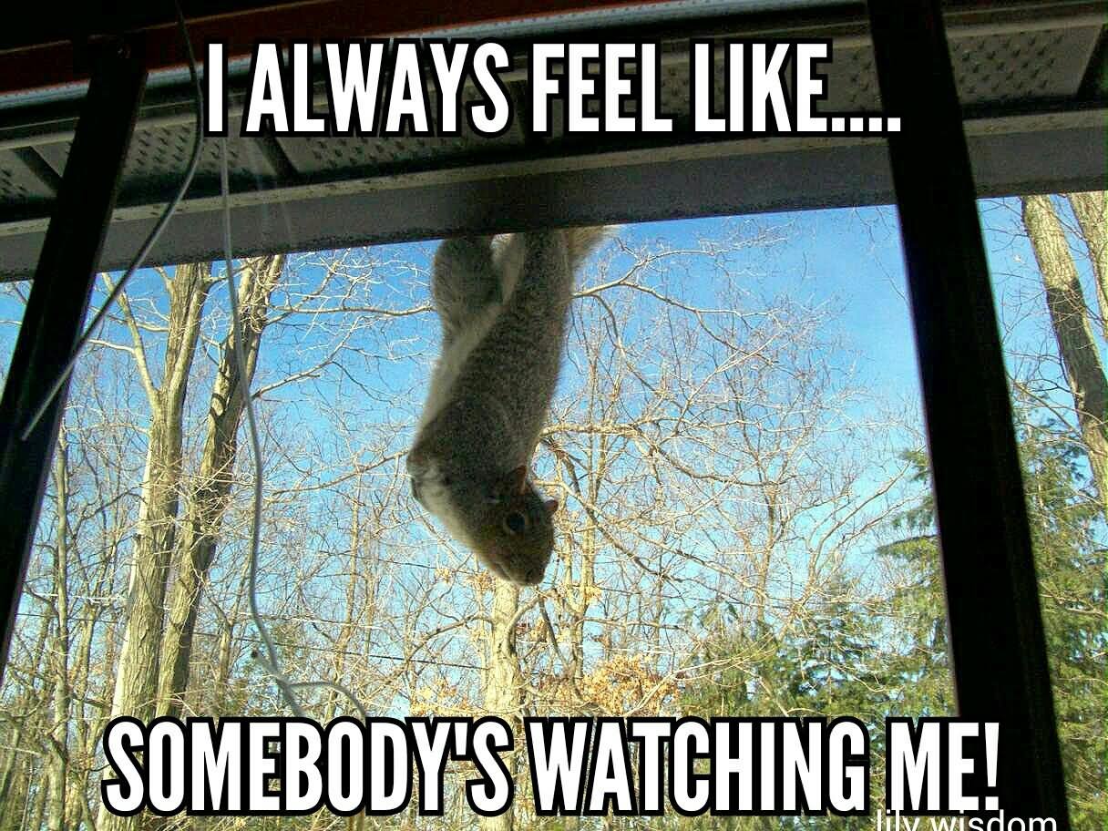 I Always Feel Like Somebody's Watching Me Funny Squirrel Meme Picture