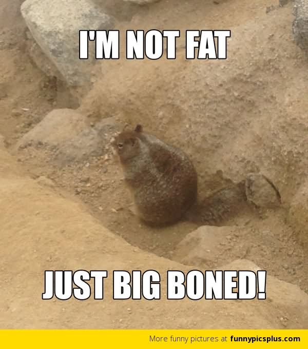 I Am Not Fat Just Big Boned Funny Squirrel Meme Picture
