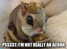 I Am Not Really An Acorn Funny Squirrel Meme Picture