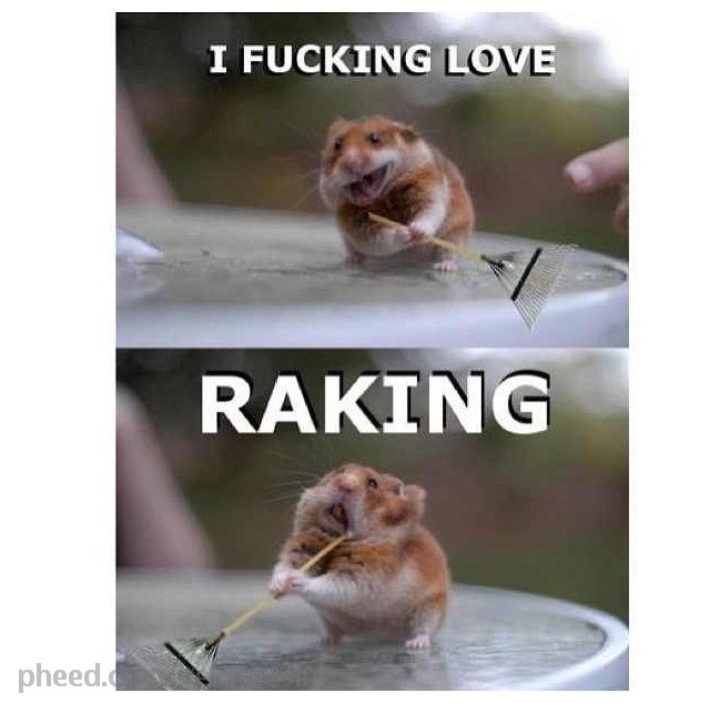 I Fucking Love Raking Funny Hamster Meme Image For Facebook