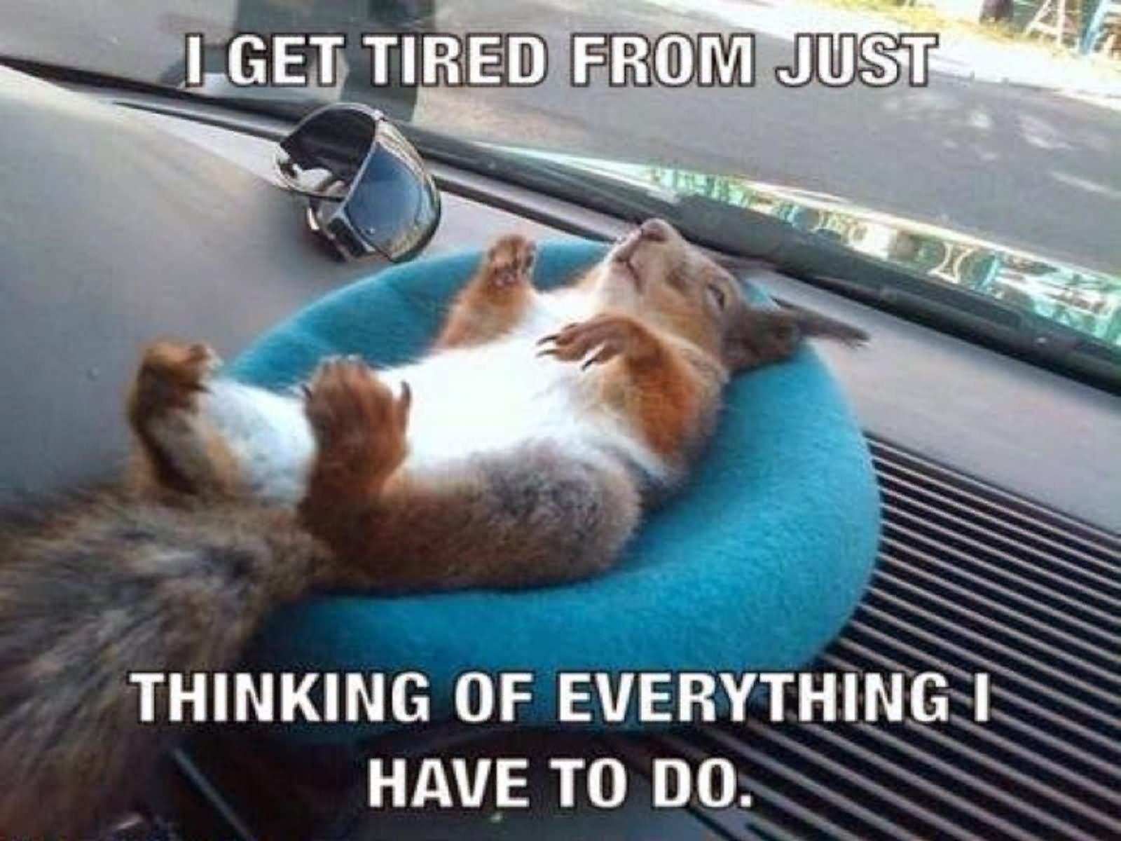 I Get Tried From Just Thinking Of Everything I Have To Do Funny Squirrel Meme Picture
