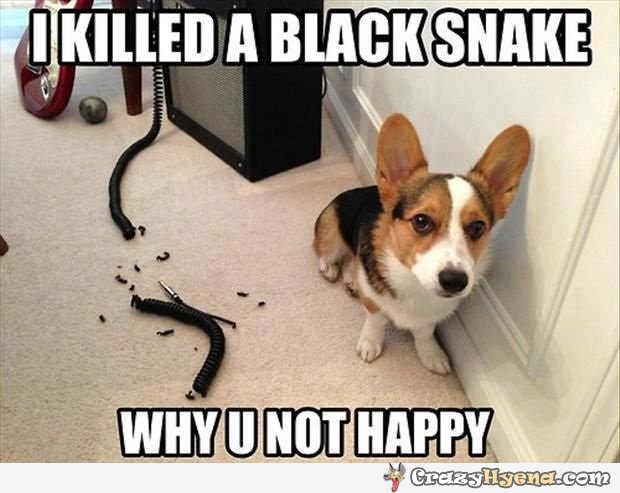 I Killed A Black Snake Why U Not Happy Funny Snake Meme Image