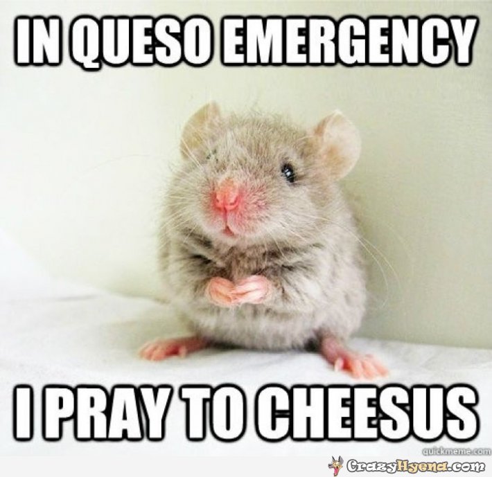 I Pray To Cheesus Funny Hamster Meme Image