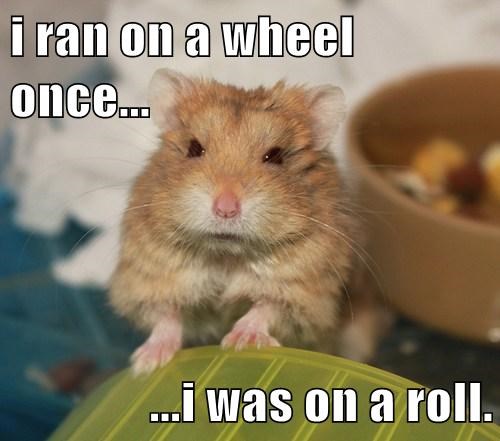 I Ran On A Wheel Once I Was On A Roll Funny Hamster Meme Photo