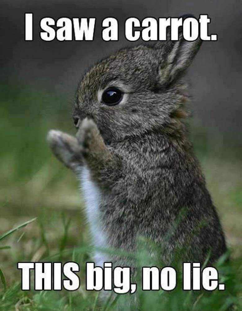 I Saw A Carrot This Big No Lie Funny Squirrel Meme Image
