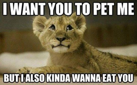 I Want You To Pet Me Funny Amazing Meme Picture