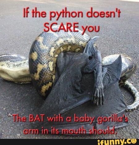 If The Python Doesn't Scare You Funny Meme Image