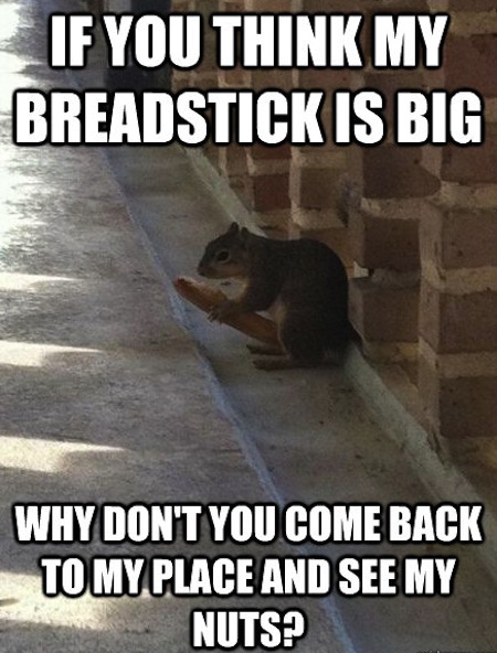 If You Think My Breadstick Is Big Funny Squirrel Meme Image