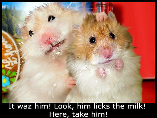 It Waz Him Look Him Licks The Milk Here Take Him Funny Hamster Meme Image