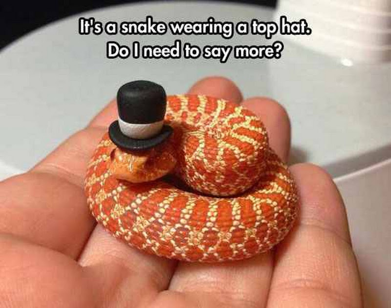 It's A Snake Wearing A Top Hat Do I Need To Say More Funny Snake Meme Picture