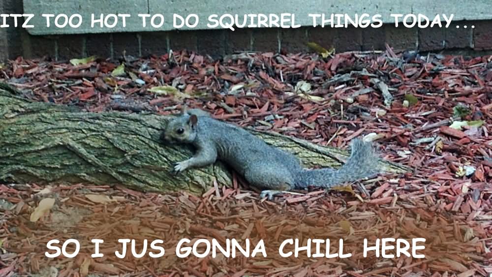 Itz Too Hot To Do Squirrel Things Today Funny Squirrel Meme Image