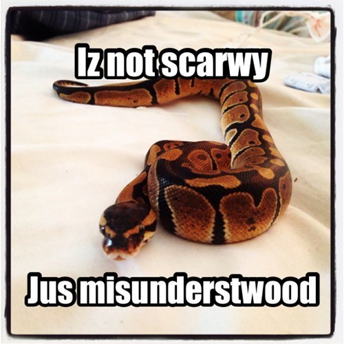 Iz Not Scarwy Jus Misunderstwood Funny Snake Meme Image