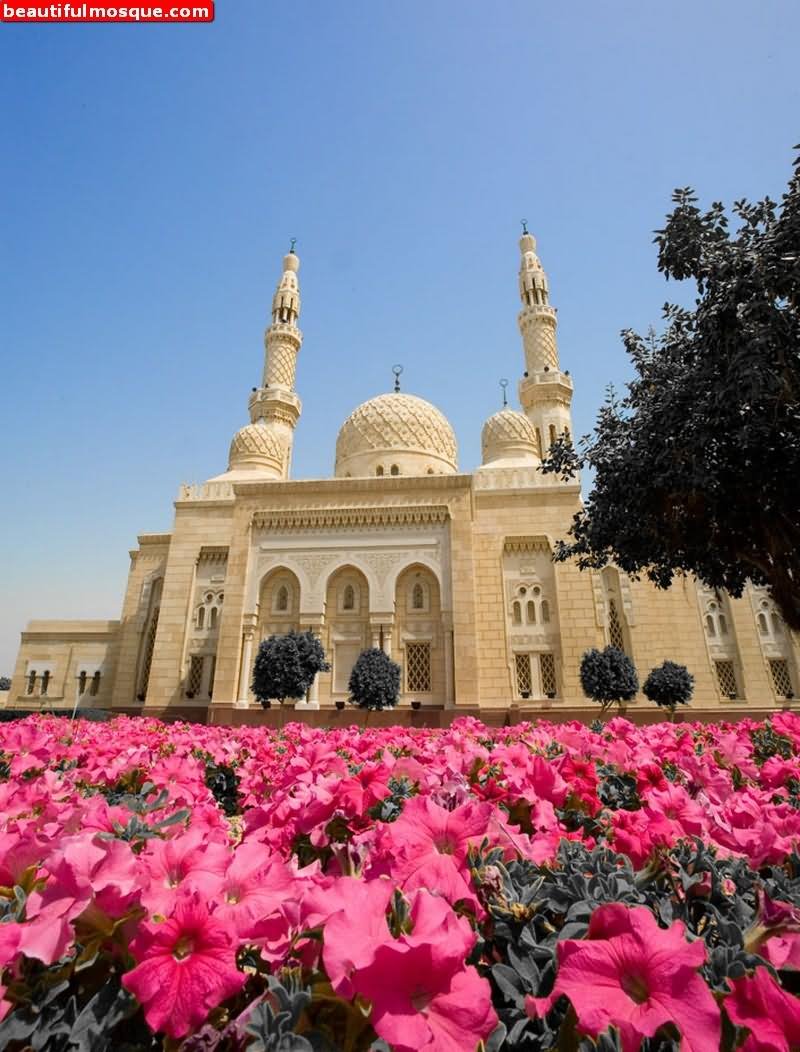 Jumeirah Mosque View From Garden Picture
