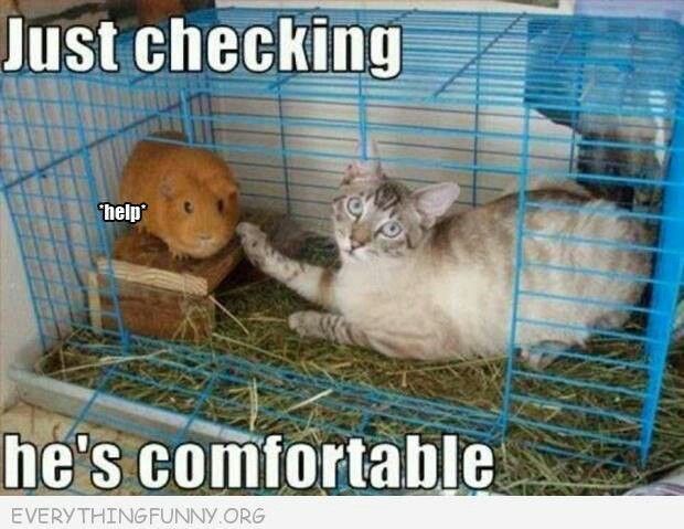 Just Checking He's Comfortable Funny Hamster Meme Image