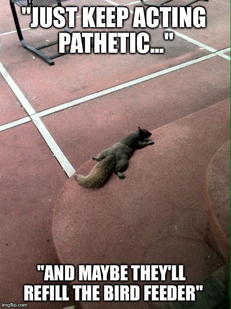 Just Keep Acting Pathetic Funny Squirrel Meme Image