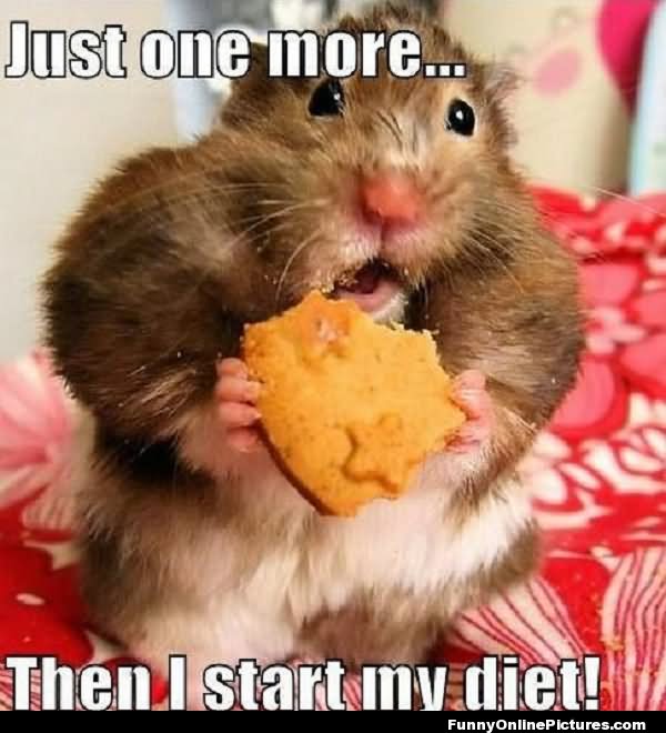 Just One More Then I start My Diet Funny Hamster Meme Picture