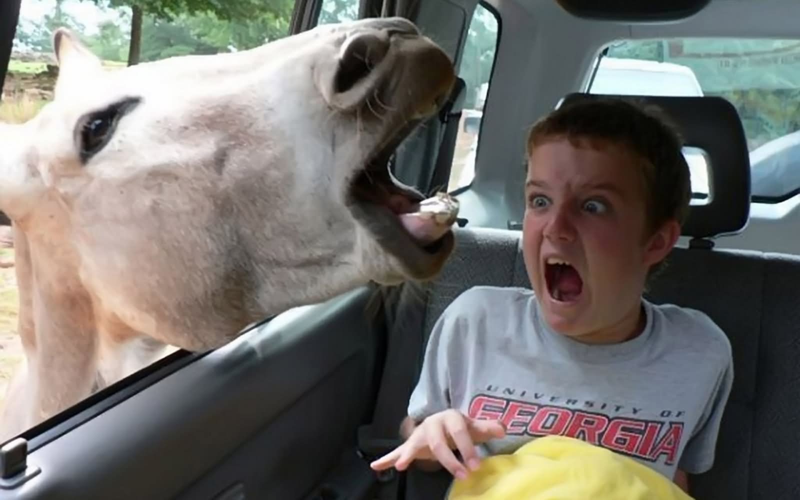 Kid Scared To See Donkey Face Inside Car Funny April Fool Picture