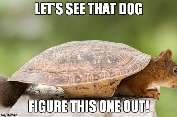 Let's See That Dog Figure This One Out Funny Squirrel Meme Image