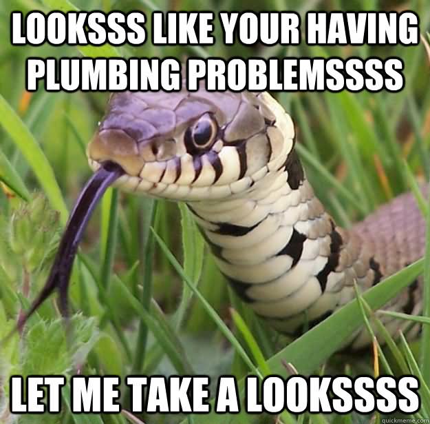 25 Very Funny Snake Meme Photos And Images.