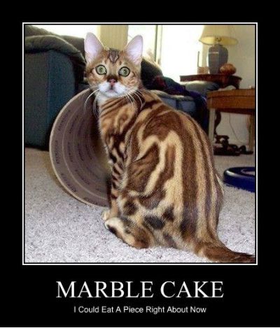 Marble Cake Funny Meme Poster