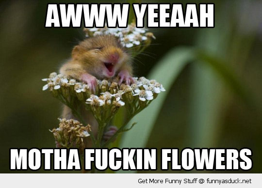 Motha Fuckin Flowers Funny Hamster Meme Image