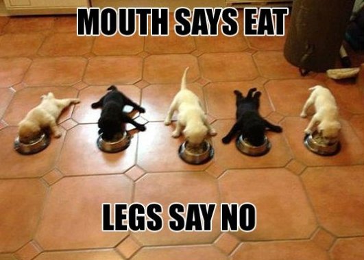 Mouth Says Eat Legs Say No Funny Food Meme Image