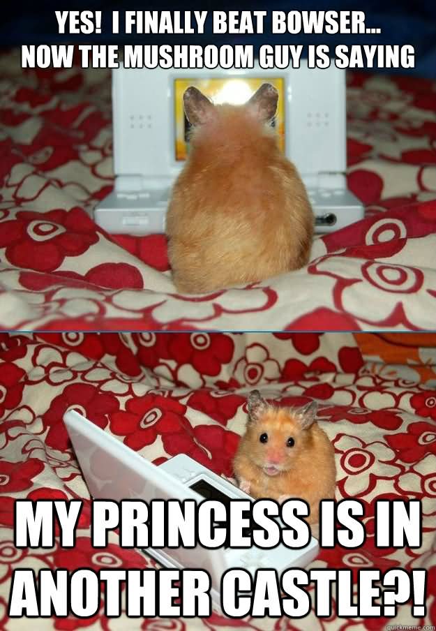 My Princess Is In Another Castle Funny Hamster Meme Picture
