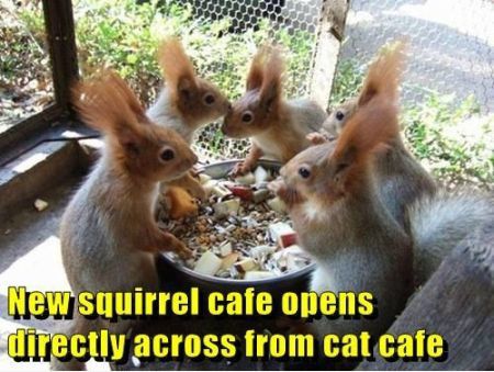 New Squirrel Cafe Opens Directly Across From Cat Cafe Funny Meme