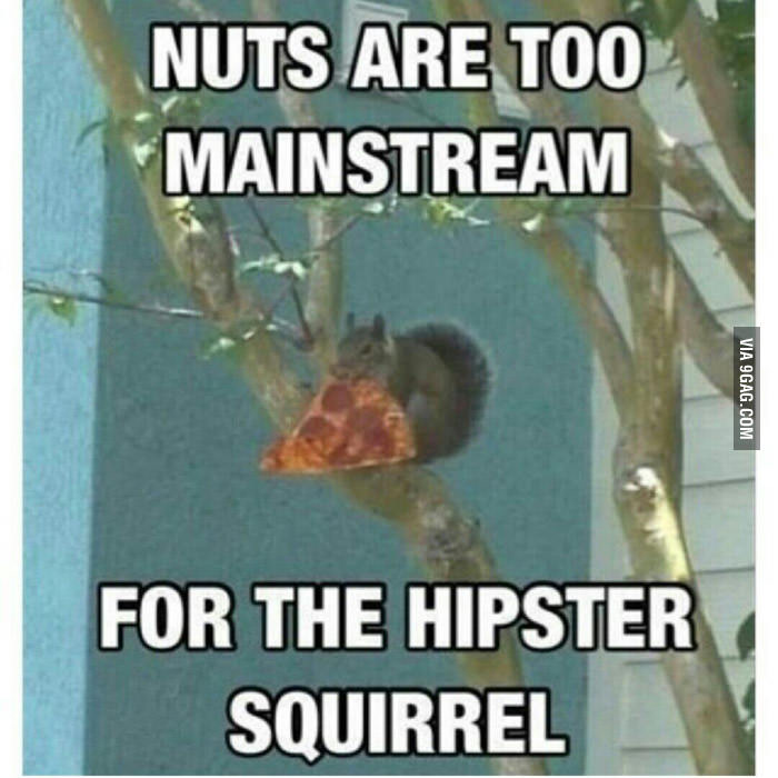 Nuts Are Too Mainstream Funny Squirrel Meme Image