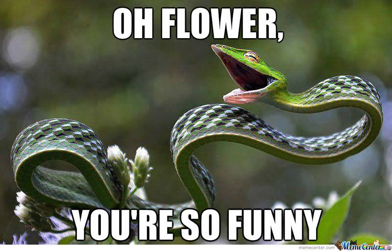 Oh Flower You Are So Funny Snake Meme Image.
