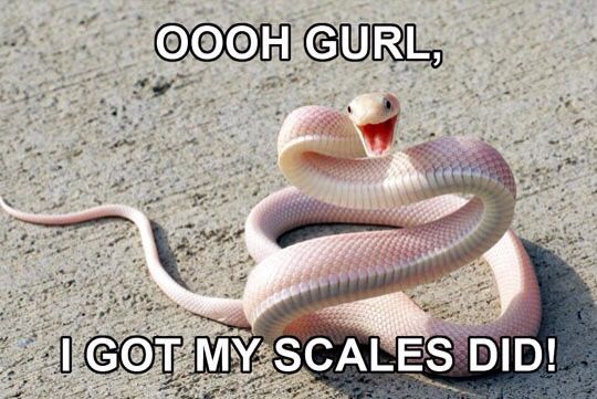 Oh Gurl I Got My Scales Did Funny Snake Meme Image