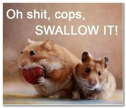 Oh Shit Cops Swallow It Funny Hamster Meme Picture For Whatsapp