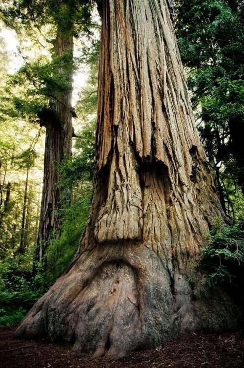 Old Face Tree Funny Picture