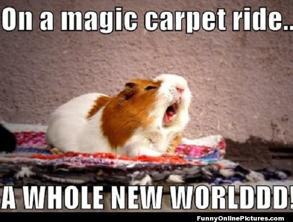 On A magic Carpet Ride A Whole New World Funny Hamster Meme Image