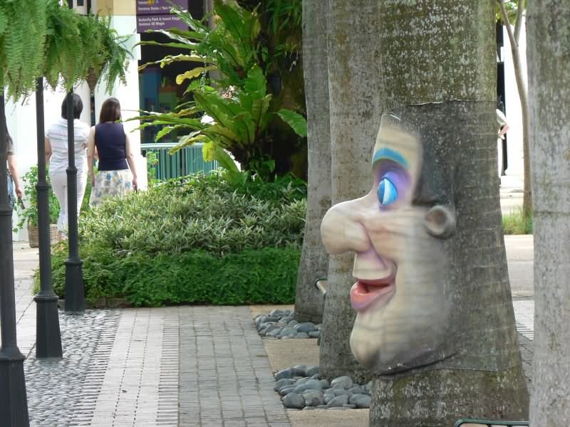 Palm Tree With Clown Face Funny Photoshop Photo