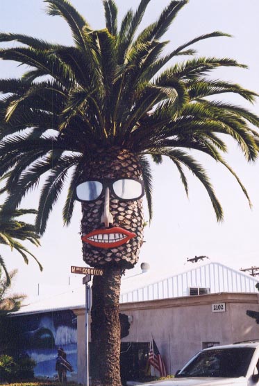 Palm Tree With Very Funny Face Picture