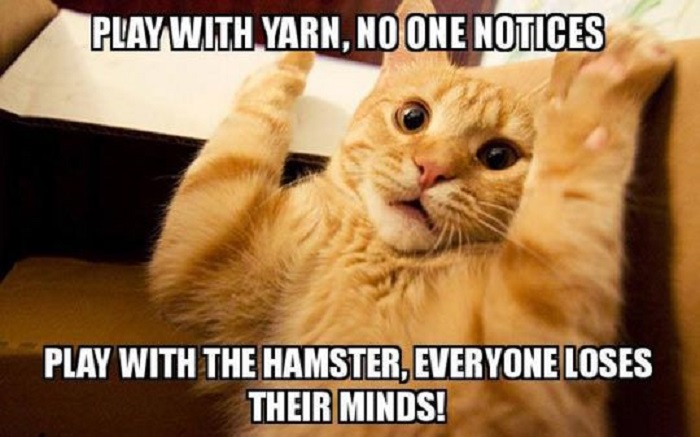 Play With The Hamster Everyone Loses Their Minds Funny Hamster Meme Image
