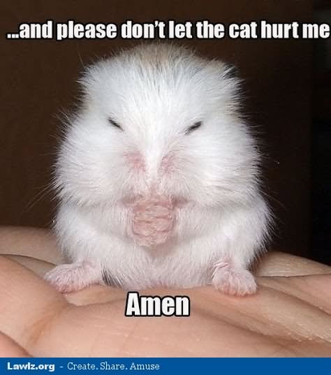 Please Don't Let The Cat Hurt Me Funny Hamster Meme Image